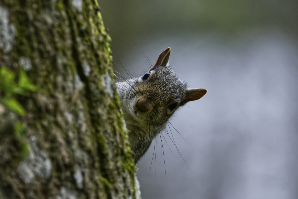5th 'Peek a boo' by Bill Ferguson